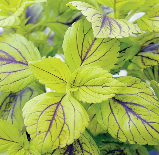 Solenostemon 'Gay's Delight', Coleus 'Gay's Delight', Plectranthus  'Gay's Delight', Green Coleus, Green Solenostemon, Green Plectranthus