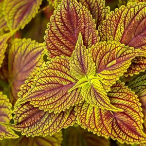 Solenostemon 'Golden Dreams', Coleus 'Golden Dreams', Plectranthus  'Golden Dreams', Yellow Coleus,  Yellow Solenostemon,  Yellow Plectranthus