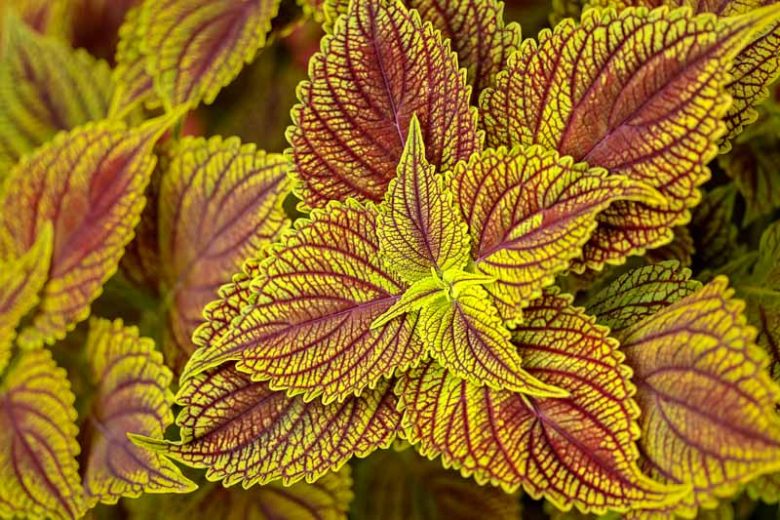 Solenostemon 'Golden Dreams', Coleus 'Golden Dreams', Plectranthus  'Golden Dreams', Yellow Coleus,  Yellow Solenostemon,  Yellow Plectranthus