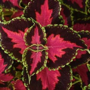 Solenostemon 'Heartbreaker', Coleus 'Heartbreaker', Plectranthus 'Heartbreaker', Red Coleus, Red Solenostemon, Red Plectranthus