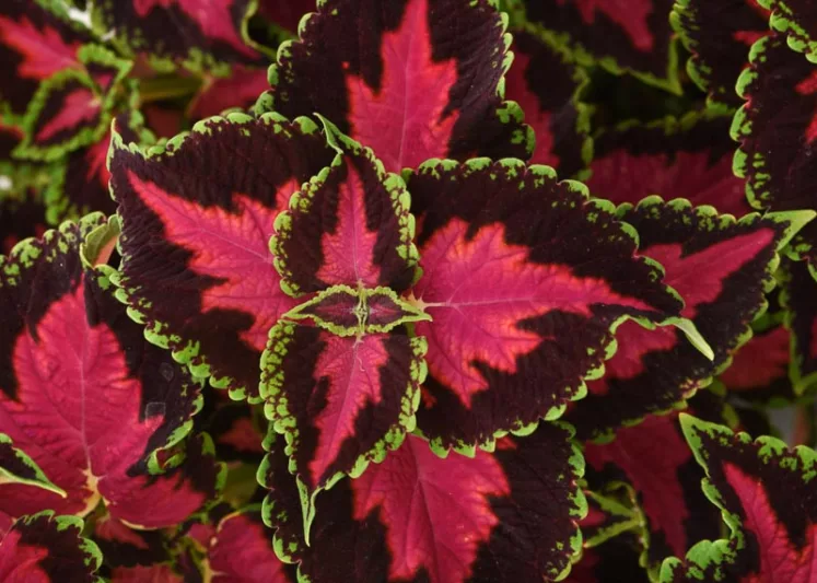 Solenostemon 'Heartbreaker', Coleus 'Heartbreaker', Plectranthus 'Heartbreaker', Red Coleus, Red Solenostemon, Red Plectranthus