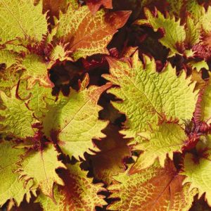 Solenostemon Henna, Coleus Henna, Plectranthus Henna, Variegated Coleus, Variegated Solenostemon, Variegated Plectranthus