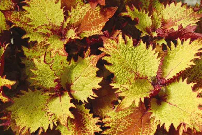 Solenostemon Henna, Coleus Henna, Plectranthus Henna, Variegated Coleus, Variegated Solenostemon, Variegated Plectranthus