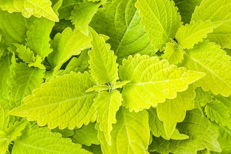 Solenostemon Lime Time™, Coleus 'Lime Time', Plectranthus  'Lime Time', Yellow Coleus,  Yellow Solenostemon,  Yellow Plectranthus