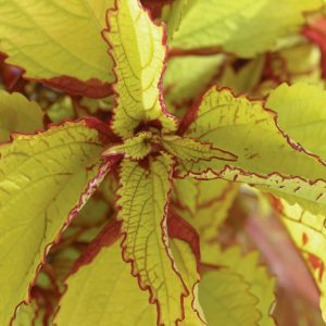 Solenostemon 'Pineapple', Coleus 'Pineapple', Plectranthus  'Pineapple', Yellow Coleus, Yellow Solenostemon, Yellow Plectranthus