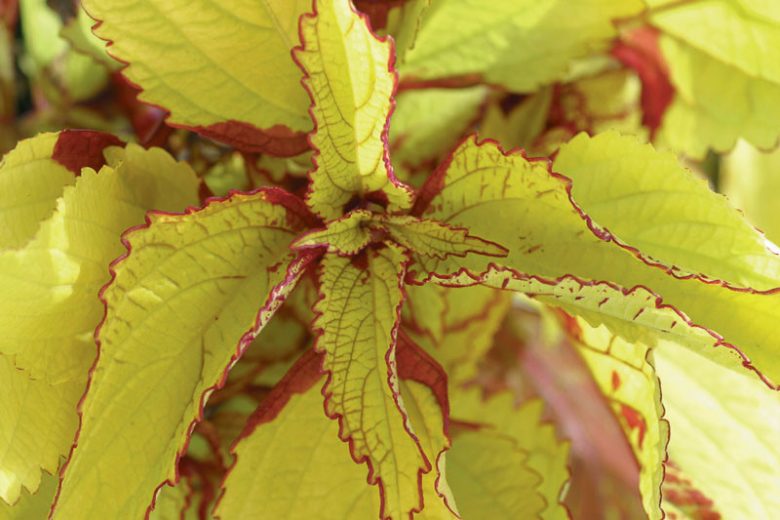 Solenostemon 'Pineapple', Coleus 'Pineapple', Plectranthus  'Pineapple', Yellow Coleus, Yellow Solenostemon, Yellow Plectranthus