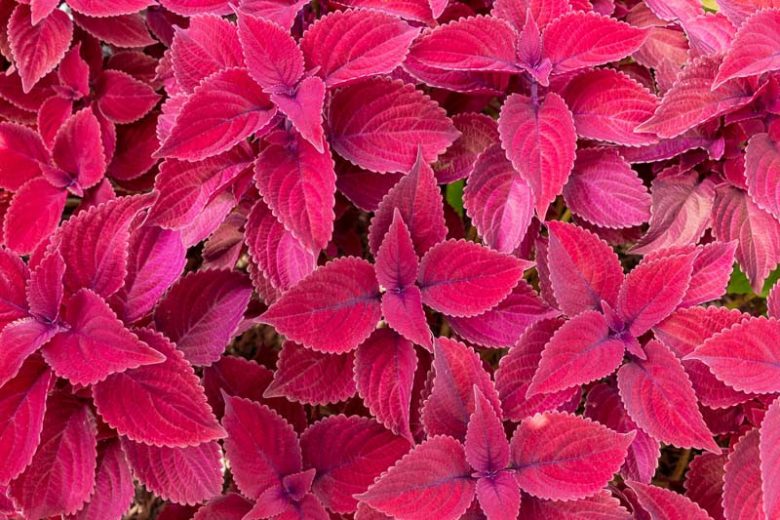Solenostemon Redhead, Coleus Redhead, Plectranthus Redhead, Red leaves, Red Perennial