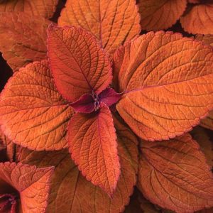 Solenostemon Sedona Sunset, Coleus Sedona Sunset, Plectranthus  Sedona Sunset, Orange Coleus, Orange Solenostemon,  Orange Plectranthus