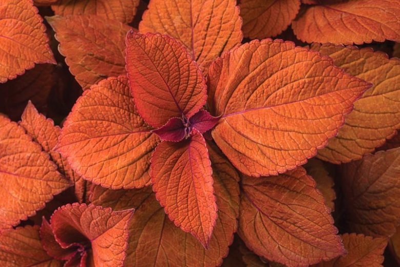 Solenostemon Sedona Sunset, Coleus Sedona Sunset, Plectranthus  Sedona Sunset, Orange Coleus, Orange Solenostemon,  Orange Plectranthus