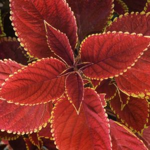 Solenostemon Trusty Rusty, Coleus Trusty Rusty, Plectranthus Trusty Rusty, Orange Coleus,Orange Solenostemon, Orange Plectranthus