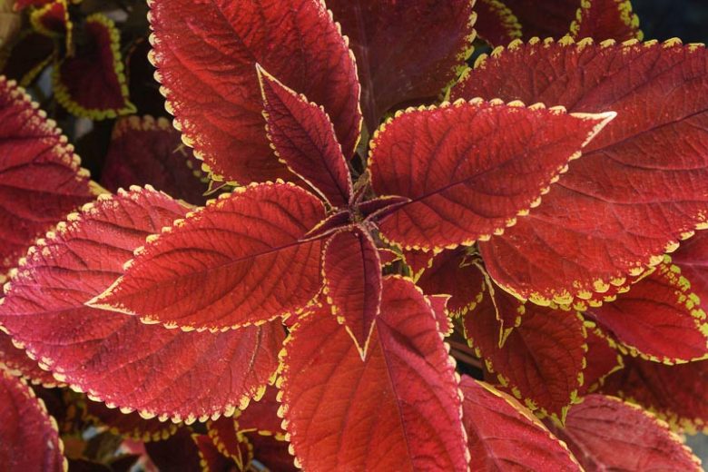 Solenostemon Trusty Rusty, Coleus Trusty Rusty, Plectranthus Trusty Rusty, Orange Coleus,Orange Solenostemon, Orange Plectranthus