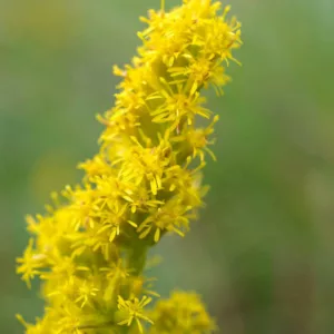 Solidago Sphacelata 'Golden Fleece', Goldenrod 'Golden Fleece', Solidago 'Golden Fleece', Fall perennials, Fall Flowers, Yellow flowers