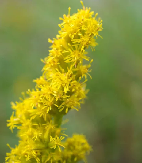 Solidago Sphacelata 'Golden Fleece', Goldenrod 'Golden Fleece', Solidago 'Golden Fleece', Fall perennials, Fall Flowers, Yellow flowers