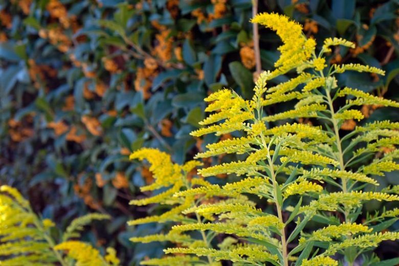 Solidago altissima, Tall Goldenrod, Late Goldenrod, Canadian Goldenrod, Canada Goldenrod, Fall perennials, Fall Flowers, Yellow flowers