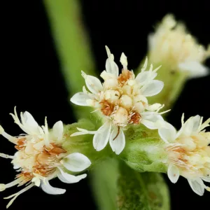 Solidago bicolor, White Goldenrod, Silverrod, Silver-Rod, Fall perennials, Fall Flowers, White flowers