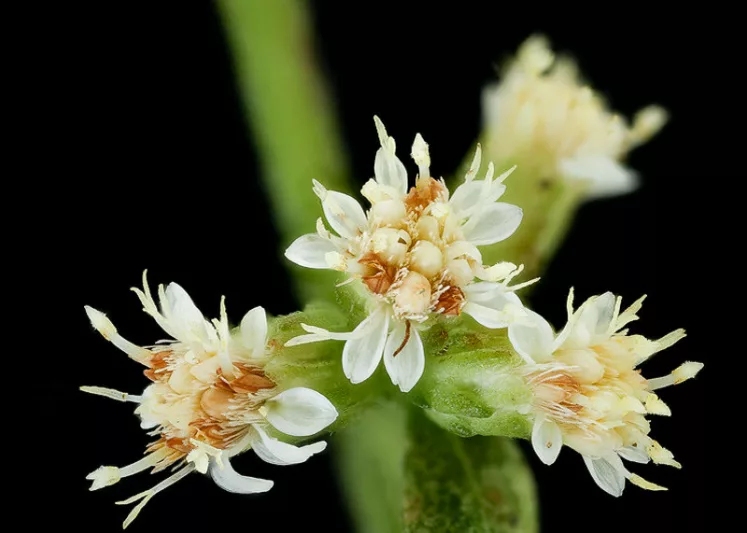 Solidago bicolor, White Goldenrod, Silverrod, Silver-Rod, Fall perennials, Fall Flowers, White flowers