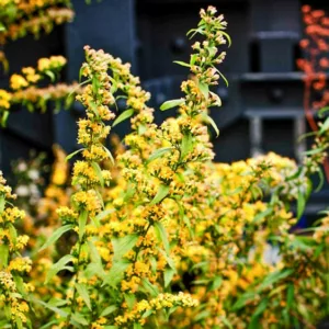 Solidago caesia, Wreath Goldenrod, Blue-stemmed Goldenrod, Bluestem Goldenrod, Solidago axillaris, Fall perennials, Fall Flowers, Yellow flowers