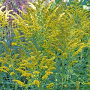Solidago canadensis, Canada Goldenrod, Canadian Goldenrod, Tall Goldenrod, Giant Goldenrod, Fall perennials, Fall Flowers, Yellow flowers