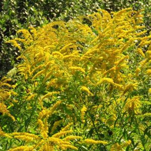 Solidago gigantea, Giant Goldenrod, Smooth Goldenrod, Tall Goldenrod, Late Goldenrod, Early Goldenrod, Fall perennials, Fall Flowers, Yellow flowers