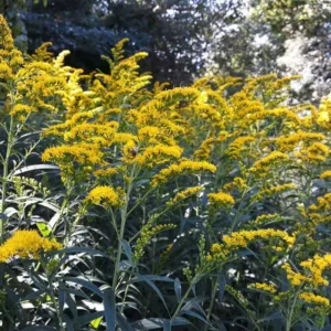 Solidago nemoralis, Gray Goldenrod, Prairie Goldenrod, Oldfield Goldenrod, Grayleaf Goldenrod, Gray-leaved Goldenrod, Dyersweed Goldenrod, Dwarf Goldenrod, Field Goldenrod, Fall perennials, Fall Flowers, Yellow flowers