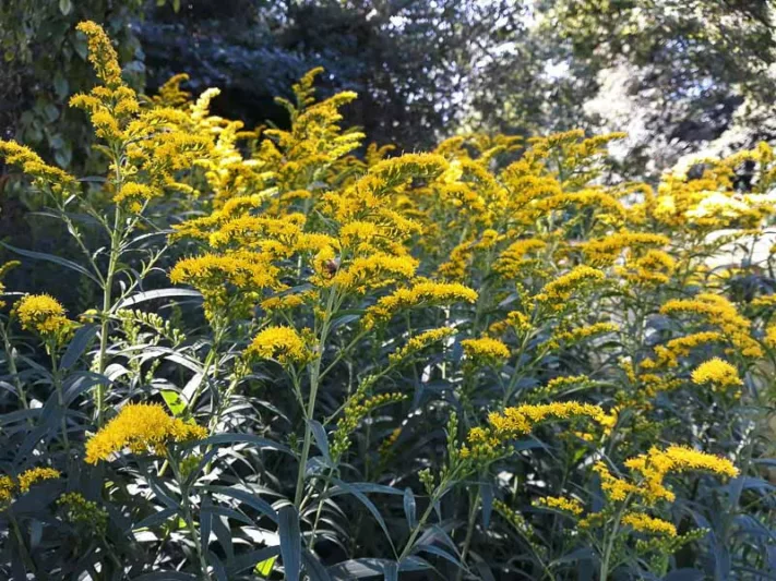 Solidago nemoralis, Gray Goldenrod, Prairie Goldenrod, Oldfield Goldenrod, Grayleaf Goldenrod, Gray-leaved Goldenrod, Dyersweed Goldenrod, Dwarf Goldenrod, Field Goldenrod, Fall perennials, Fall Flowers, Yellow flowers