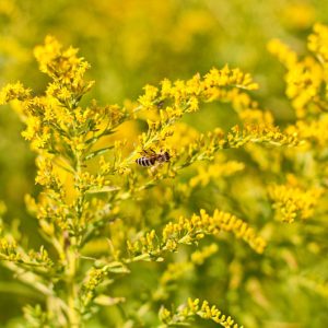 Solidago odora, Anisescented Goldenrod, Anise-scented Goldenrod, Sweet Goldenrod, Licorice Goldenrod, Blue Mountain Tea, Fall perennials, Fall Flowers, Yellow flowers