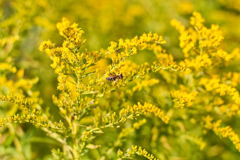 Solidago odora, Anisescented Goldenrod, Anise-scented Goldenrod, Sweet Goldenrod, Licorice Goldenrod, Blue Mountain Tea, Fall perennials, Fall Flowers, Yellow flowers