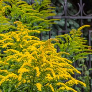 Solidago Rugosa, Wrinkleleaf Goldenrod, Wrinkle-leaf Goldenrod, Rough-leaved Goldenrod, Roughleaf Goldenrod, Rough-stemmed Goldenrod, Roughstem Goldenrod, Fall Flowers, Yellow flowers