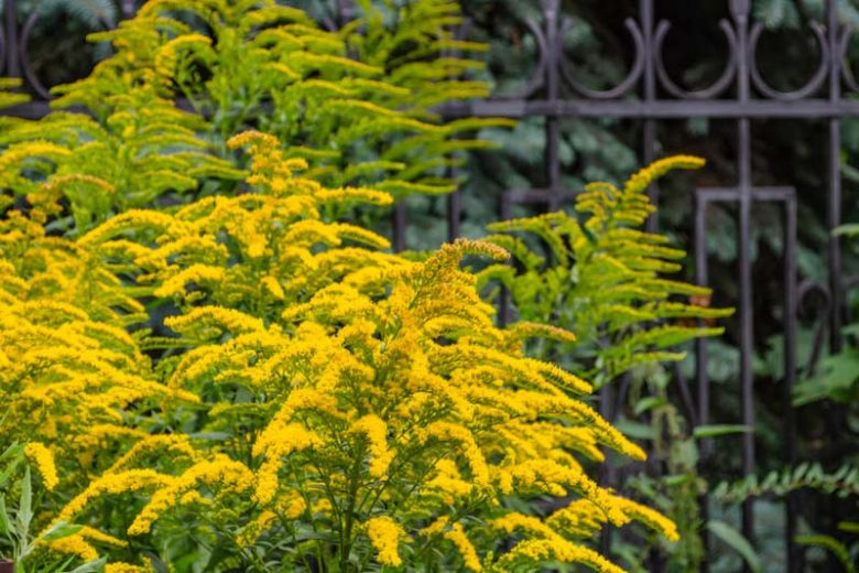 Solidago Rugosa, Wrinkleleaf Goldenrod, Wrinkle-leaf Goldenrod, Rough-leaved Goldenrod, Roughleaf Goldenrod, Rough-stemmed Goldenrod, Roughstem Goldenrod, Fall Flowers, Yellow flowers