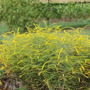 Solidago Rugosa 'Fireworks' , Rough Goldenrod 'Fireworks', Rough-Stemmed Goldenrod 'Fireworks', Wrinkle-Leaf Goldenrod 'Fireworks', Rough-Leaf Goldenrod 'Fireworks', Fall perennials, Fall Flowers, Yellow flowers
