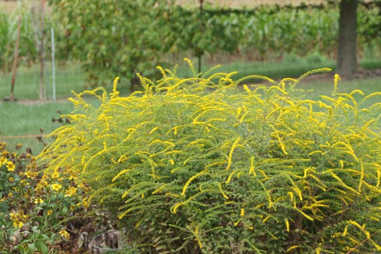 Solidago Rugosa 'Fireworks' , Rough Goldenrod 'Fireworks', Rough-Stemmed Goldenrod 'Fireworks', Wrinkle-Leaf Goldenrod 'Fireworks', Rough-Leaf Goldenrod 'Fireworks', Fall perennials, Fall Flowers, Yellow flowers