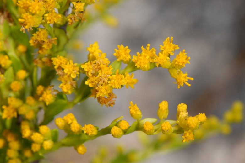 Solidago sempervirens, Seaside Goldenrod, Northern Seaside Goldenrod, Fall perennials, Fall Flowers, Yellow flowers