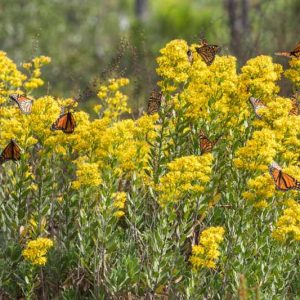 Solidago speciosa, Showy Goldenrod, Noble Goldenrod, Fall perennials, Fall Flowers, Yellow flowers