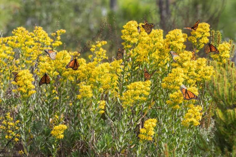 Solidago speciosa, Showy Goldenrod, Noble Goldenrod, Fall perennials, Fall Flowers, Yellow flowers