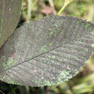Sooty Mold, Identify Sooty Mold, Sooty Mold Symptoms, Prevent Sooty Mold, Treat Sooty Mold