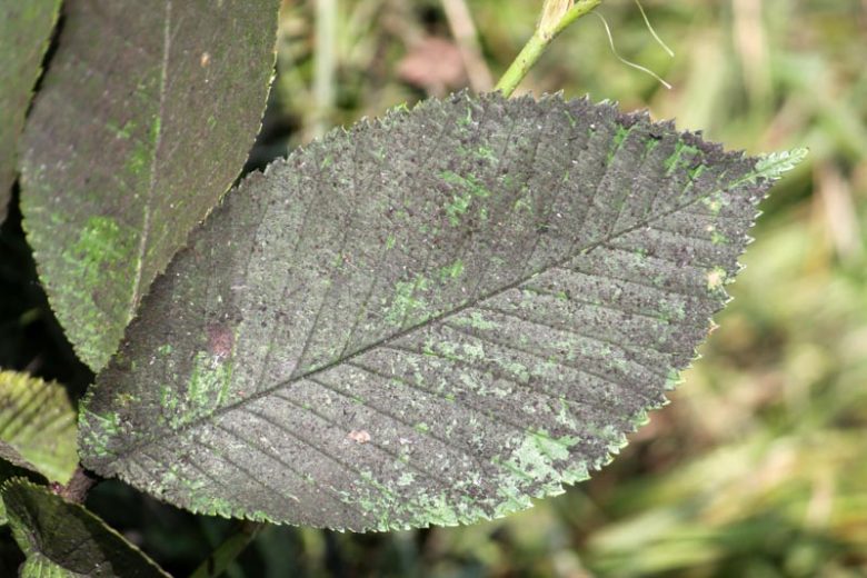 Sooty Mold, Identify Sooty Mold, Sooty Mold Symptoms, Prevent Sooty Mold, Treat Sooty Mold