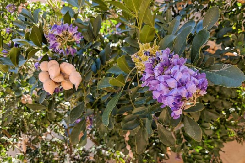 Sophora secundiflora,Texas Mountain Laurel, Mountain Laurel, Mescal Bean, Mescal Bean Sophora, Frijolillo, Frijolito, Calia secundiflora