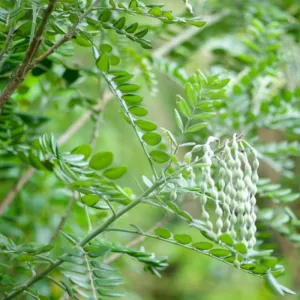 Sophora tomentosa, Yellow Necklacepod, Yellow Sophora, Necklace Pod, Tambalisa, Florida Native Shrub, Evergreen Shrub,