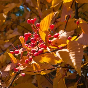 Sorbus alnifolia, Korean Mountain Ash, Small Tree, Shrub, Red fruit, Red berries, Winter fruits, Fall Foliage