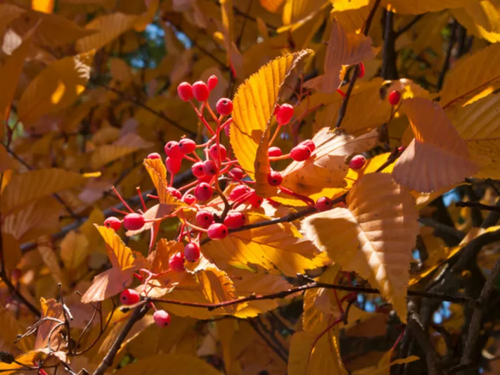 Sorbus alnifolia, Korean Mountain Ash, Small Tree, Shrub, Red fruit, Red berries, Winter fruits, Fall Foliage