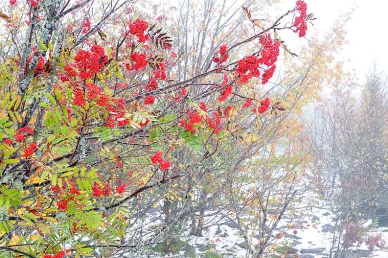 Sorbus americana, American Mountain Ash, Dogberry, Roundwood, Small Tree, Shrub, Red fruit, Red berries, Winter fruits, Fall Foliage