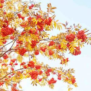 Sorbus aucuparia, European Mountain Ash, Rowan, Mountain Ash, Quickbeam, European Mountain Ash, Ranty, Rantry, Roan, Rowanberry, Small Tree, Shrub, Red fruit, Red berries, Winter fruits, Fall Foliage