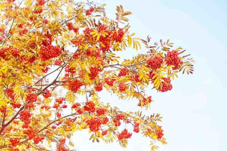 Sorbus aucuparia, European Mountain Ash, Rowan, Mountain Ash, Quickbeam, European Mountain Ash, Ranty, Rantry, Roan, Rowanberry, Small Tree, Shrub, Red fruit, Red berries, Winter fruits, Fall Foliage