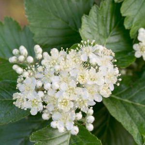 Sorbus intermedia, Swedish Whitebeam, Small Tree, Shrub, Red fruit, Red berries, Winter fruits, Fall Foliage