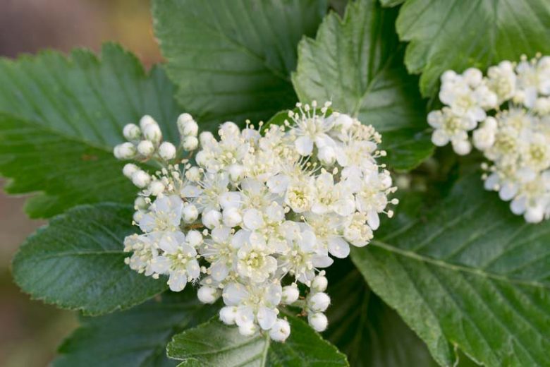 Sorbus intermedia, Swedish Whitebeam, Small Tree, Shrub, Red fruit, Red berries, Winter fruits, Fall Foliage