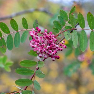 Sorbus pseudohupehensis 'Pink Pagoda', Chinese Mountain Ash, Sorbus hupehensis 'November Pink', Sorbus hupehensis 'Pink Pagoda', Sorbus hupehensis 'Rosea', Sorbus hupehensis var. obtusa 'Rufus', Sorbus 'November Pink', Sorbus 'Rufus'