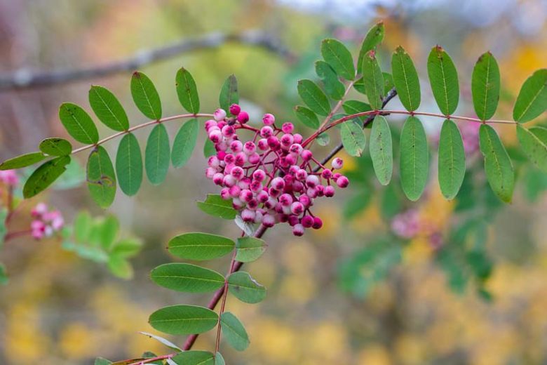 Sorbus pseudohupehensis 'Pink Pagoda', Chinese Mountain Ash, Sorbus hupehensis 'November Pink', Sorbus hupehensis 'Pink Pagoda', Sorbus hupehensis 'Rosea', Sorbus hupehensis var. obtusa 'Rufus', Sorbus 'November Pink', Sorbus 'Rufus'