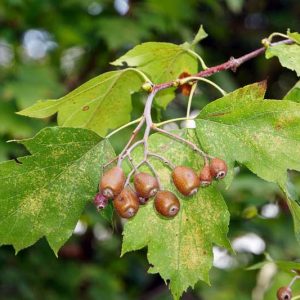 Sorbus torminalis, Wild Service Tree, Checker Tree, Chequer Tree, Checkers, Chequers, Griping Tree, Sorb, Small Tree, Shrub, Red fruit, Red berries, Winter fruits, Fall Foliage