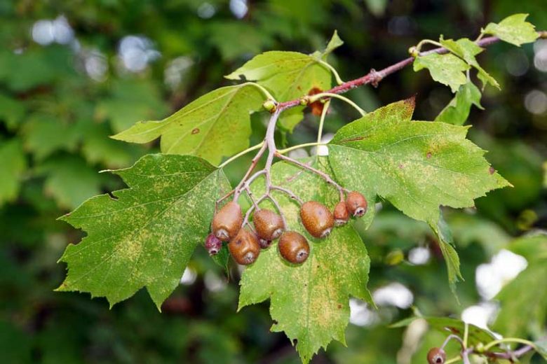 Sorbus torminalis, Wild Service Tree, Checker Tree, Chequer Tree, Checkers, Chequers, Griping Tree, Sorb, Small Tree, Shrub, Red fruit, Red berries, Winter fruits, Fall Foliage