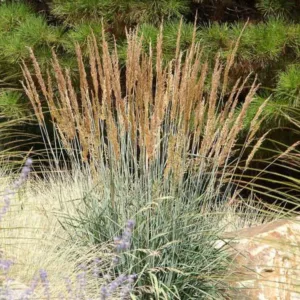 Sorghastrum nutans, Indian Grass, Wood Grass, Sorghastrum avenaceum, Ornamental Grass